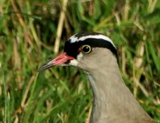 Lapwing Crowned 9364