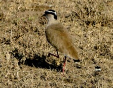 Lapwing Crowned 9605