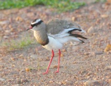 Lapwing Crowned 9620