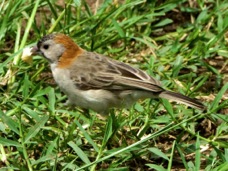 Weaver Speckle-fronted 8325