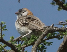 Weaver Speckle-fronted 9757