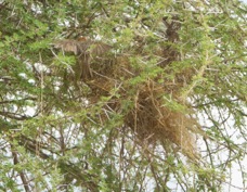 Weaver Speckle-fronted nest 7992