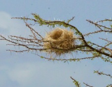 Weaver Rufous-tailed nest 2917