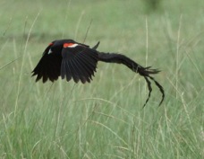 Widowbird Long-tailed 9968