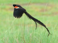 Widowbird Long-tailed 9976