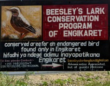 Beesley's Lark sign 2067