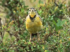 Longclaw Yellow-throated male 8812
