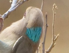 Mousebird Blue-naped 4172