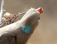Mousebird Blue-naped 4173
