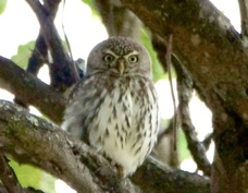 Owlet Pearl-spotted 8048