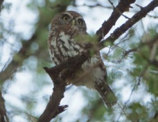 Owlet Pearl-spotted 2323