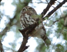 Owlet Pearl-spotted 2319