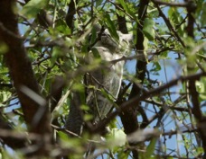 Owl Northern White-faced 2068
