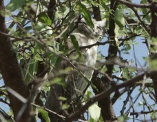 Owl Northern White-Faced 2061