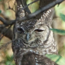 Eagle-Owl Greyish 1872