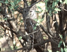 Eagle-Owl Greyish 1870