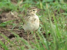 Pipit African 9331