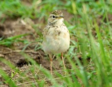 Pipit African 9332