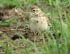 Pipit African 9334
