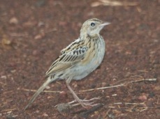 Pipit African 8744