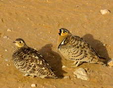 Sandgrouse Black-faced female and male 3899