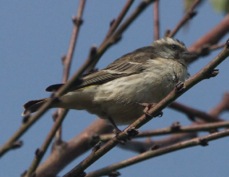 Seedeater Yellow-rumped 1967