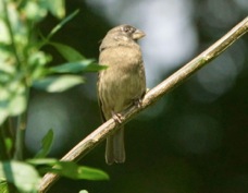 Seedeater Yellow-rumped immature 1887
