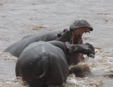 Hippos fighting   Ka  7025