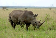 Rhinoceros 7703