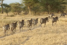Zebra in a row Tarangire 7562