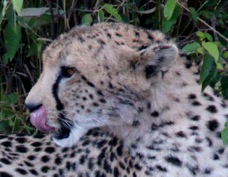 Cheetah Masa Mara Sa 0018