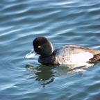 Greater Scaup male-114.jpg