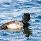 Greater Scaup male-20.jpg