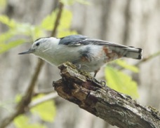 White-breasted Nuthatch 2025