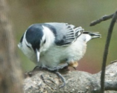 White-breasted Nuthatch 2136