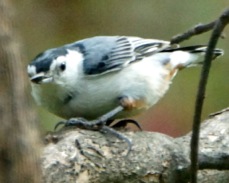 White-breasted Nuthatch 2140