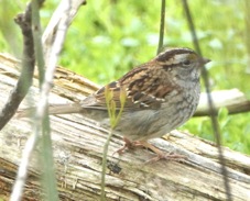 White-throated Sparrow 0579