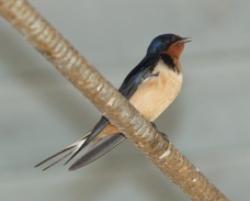 Barn Swallow 1712
