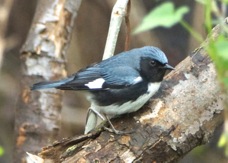 Black-throated Blue Warbler 0312