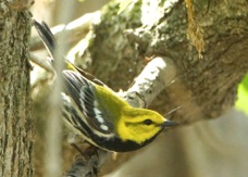 Black-throated Green Warbler  male 4662
