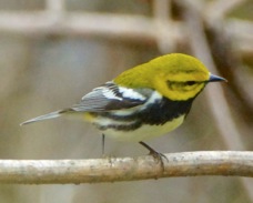 Black-throated Green Warbler male 1001