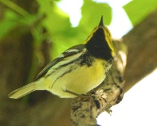 Black-throated Green Warbler male 4120