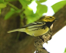 Black-throated Green Warbler male 4127