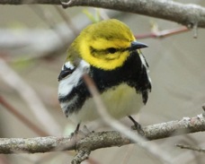Black-throated Green Warbler male 970