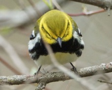 Black-throated Green Warbler male 972
