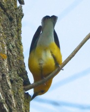 Prothonotary Warbler 3840