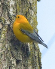 Prothonotary Warbler 3847