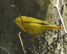 Yellow Warbler 1725