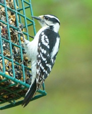 Downy Woodpecker 2602