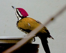 Golden-backed Woodpecker 5822